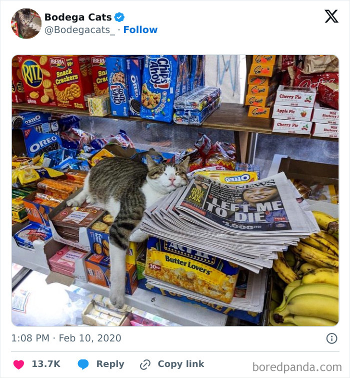 Best-Convenience-Store-Bodega-Cats