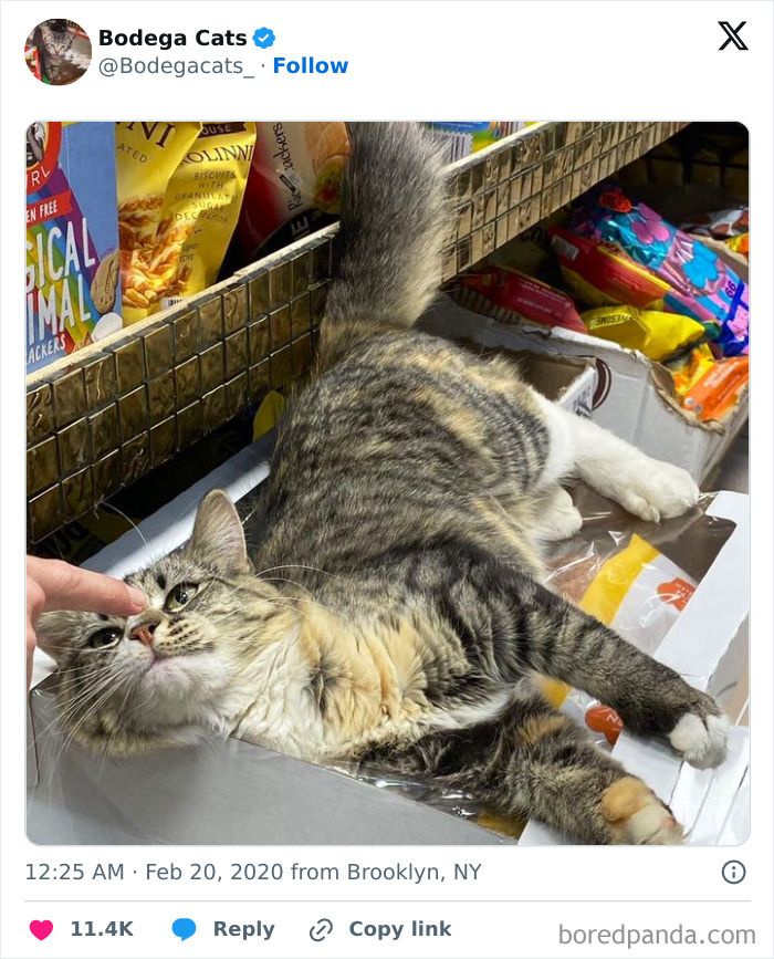 Best-Convenience-Store-Bodega-Cats
