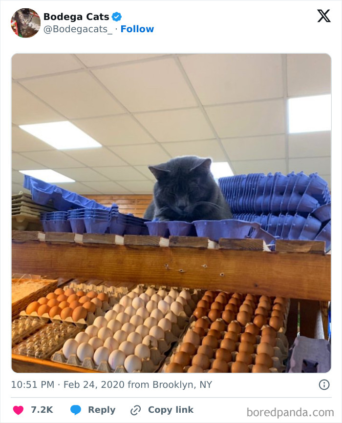 Best-Convenience-Store-Bodega-Cats