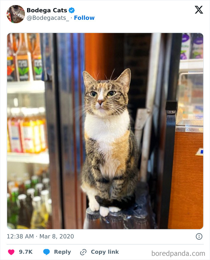 Best-Convenience-Store-Bodega-Cats