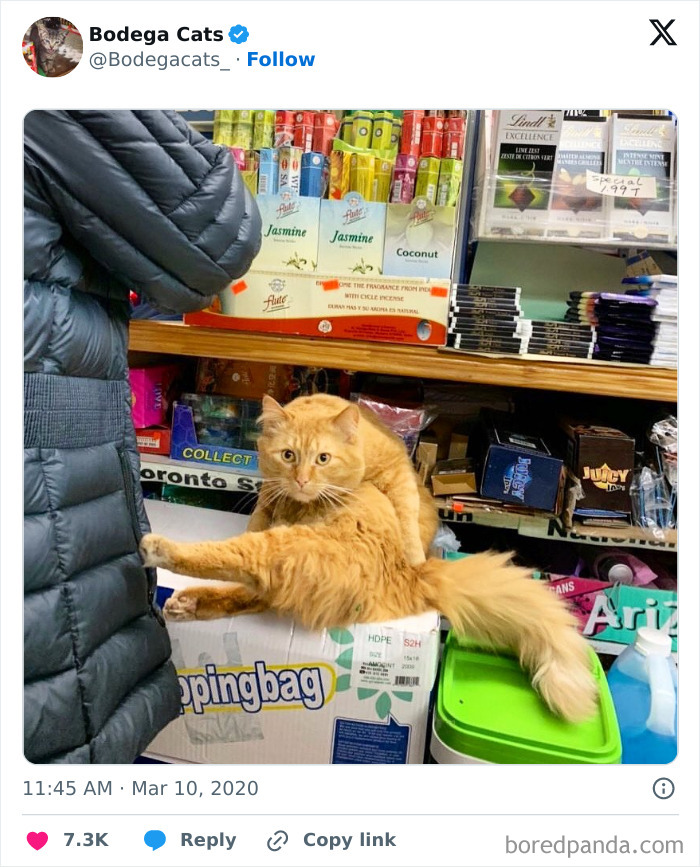 Best-Convenience-Store-Bodega-Cats