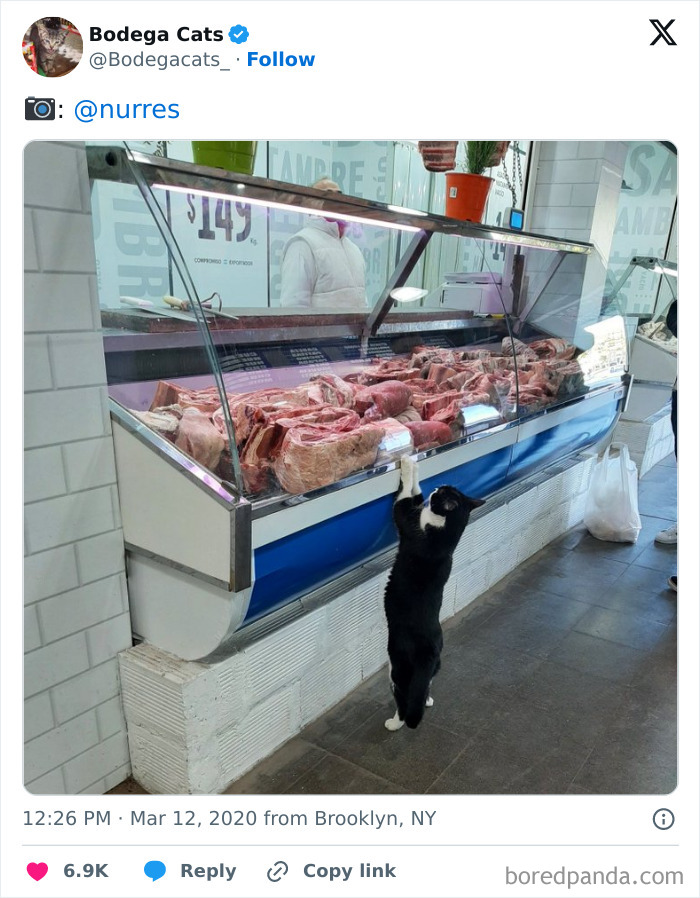 Best-Convenience-Store-Bodega-Cats
