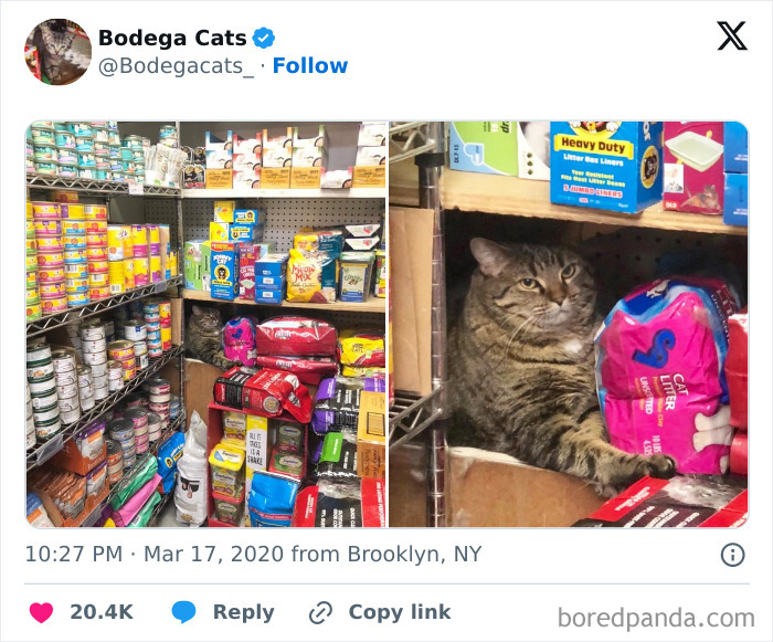 Best-Convenience-Store-Bodega-Cats