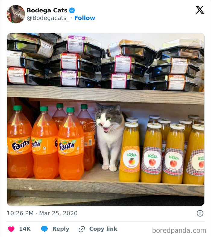 Best-Convenience-Store-Bodega-Cats