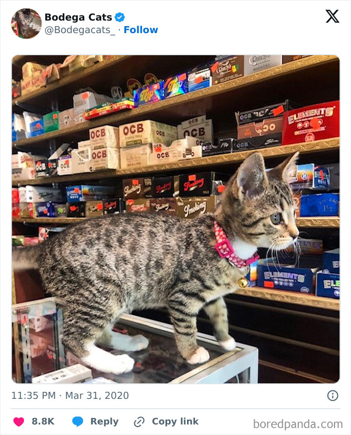 Best-Convenience-Store-Bodega-Cats