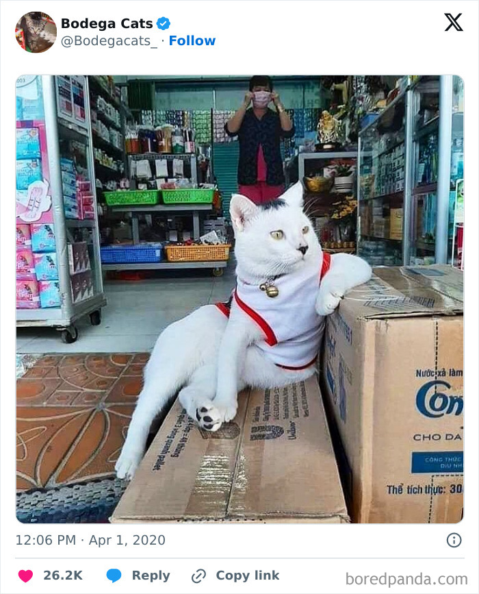 Best-Convenience-Store-Bodega-Cats