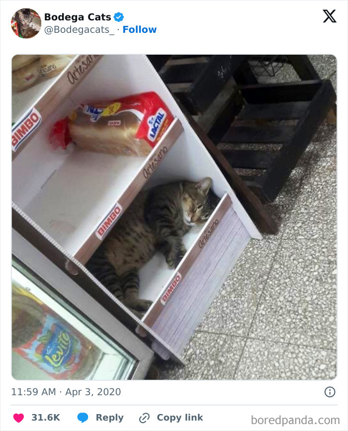Best-Convenience-Store-Bodega-Cats
