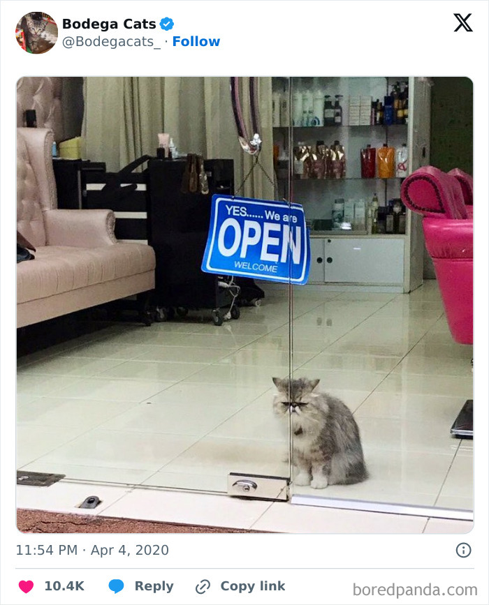 Best-Convenience-Store-Bodega-Cats
