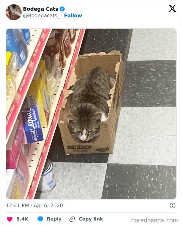 Best-Convenience-Store-Bodega-Cats
