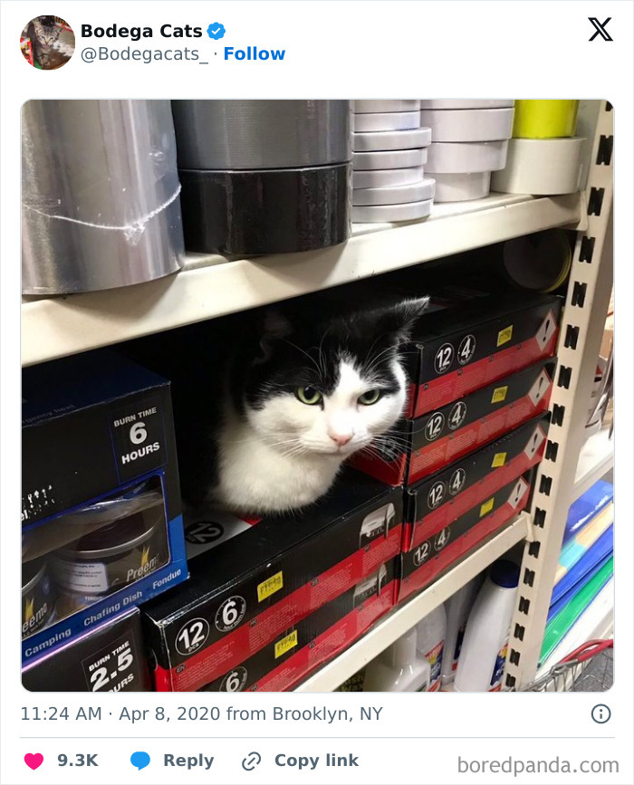 Best-Convenience-Store-Bodega-Cats