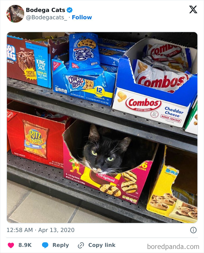 Best-Convenience-Store-Bodega-Cats