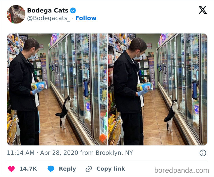 Best-Convenience-Store-Bodega-Cats