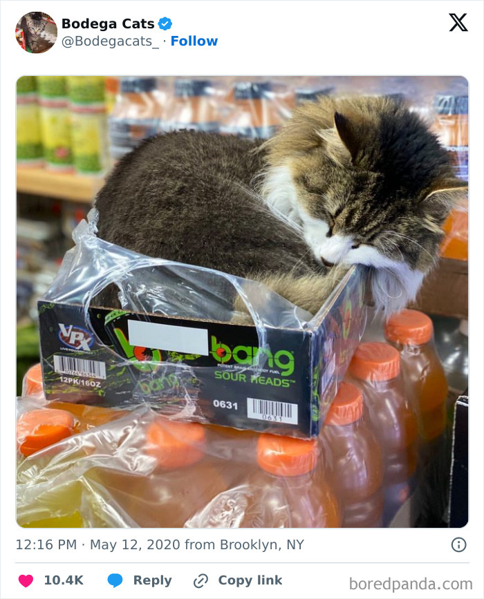 Best-Convenience-Store-Bodega-Cats
