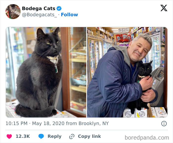 Best-Convenience-Store-Bodega-Cats