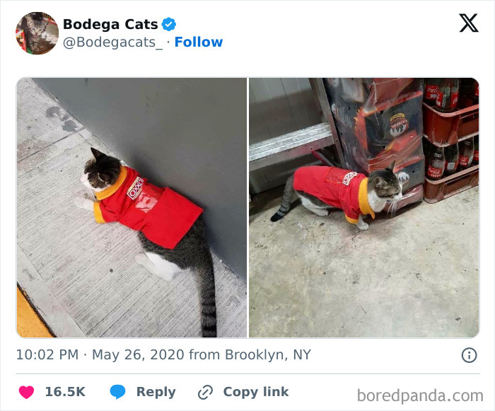 Best-Convenience-Store-Bodega-Cats