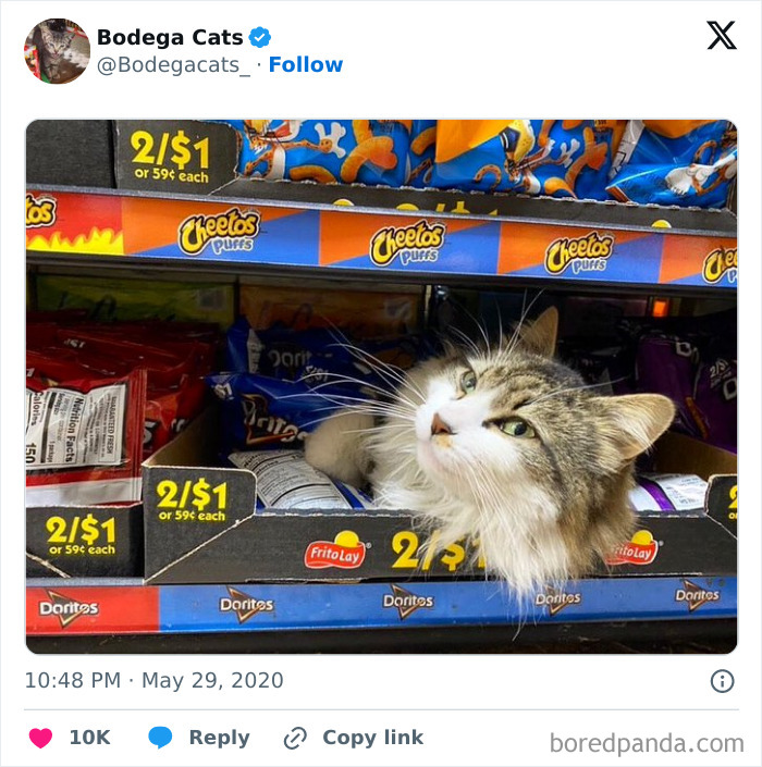 Best-Convenience-Store-Bodega-Cats