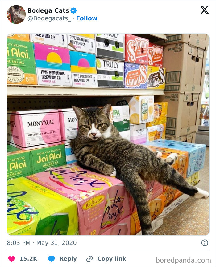 Best-Convenience-Store-Bodega-Cats