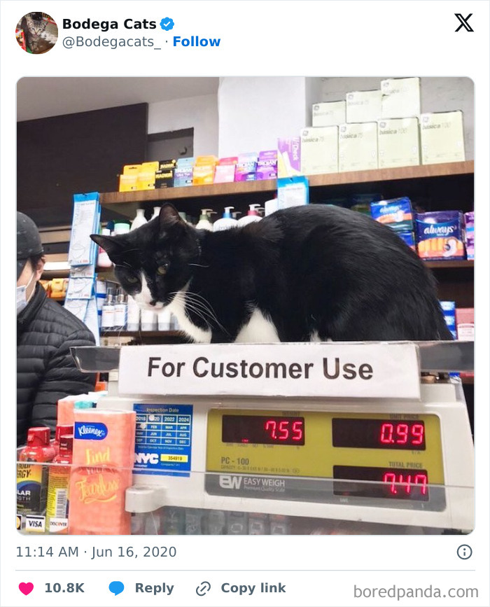 Best-Convenience-Store-Bodega-Cats