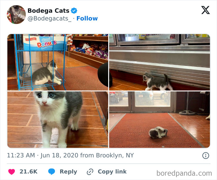 Best-Convenience-Store-Bodega-Cats