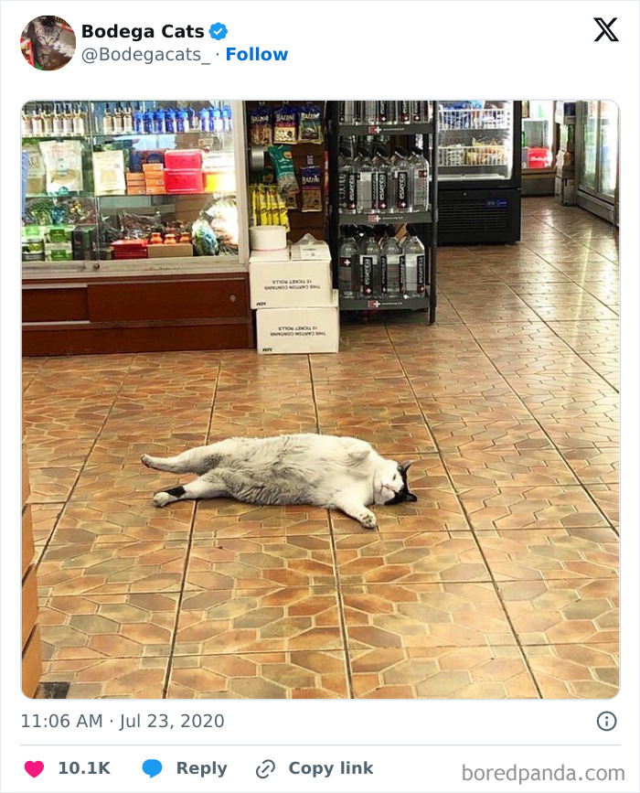 Best-Convenience-Store-Bodega-Cats