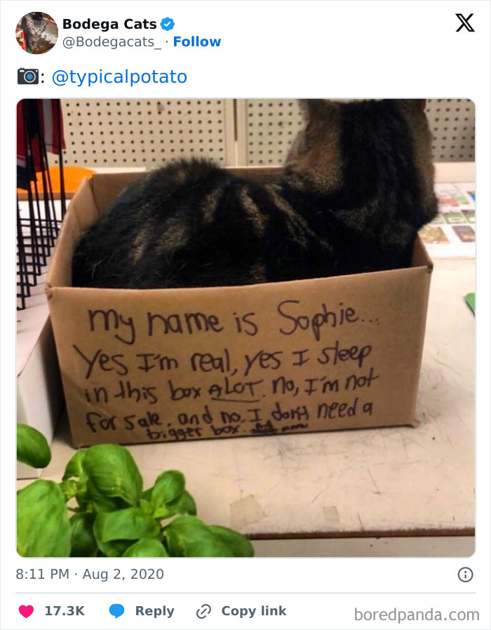 Best-Convenience-Store-Bodega-Cats