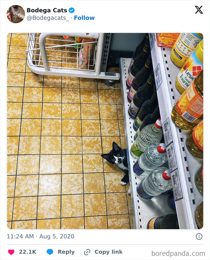 Best-Convenience-Store-Bodega-Cats