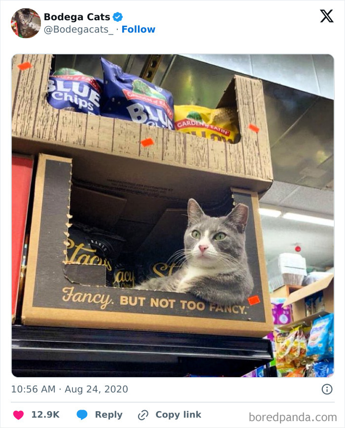 Best-Convenience-Store-Bodega-Cats