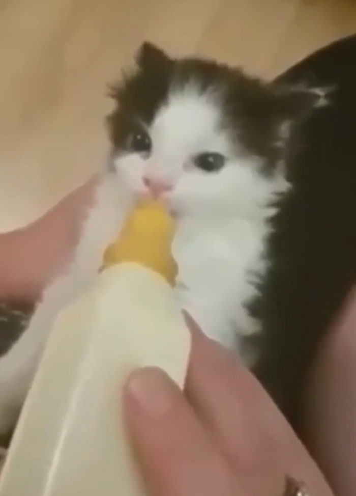 Fluffy kitten being fed with a baby bottle, captured in a moment showing cats losing their single brain cell.