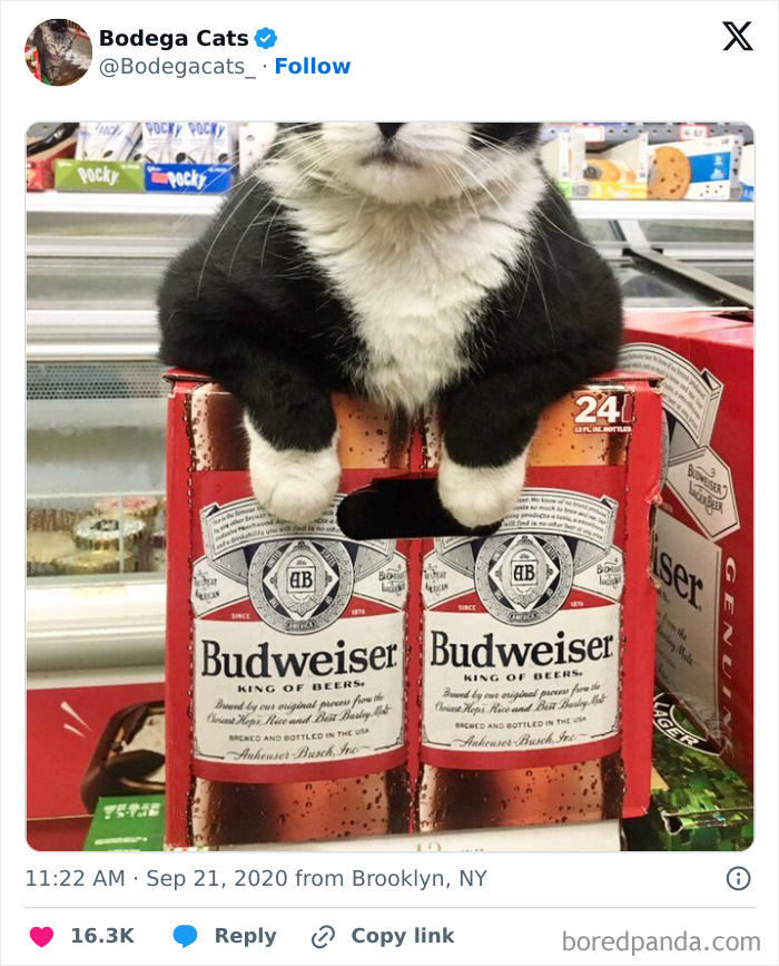 Best-Convenience-Store-Bodega-Cats