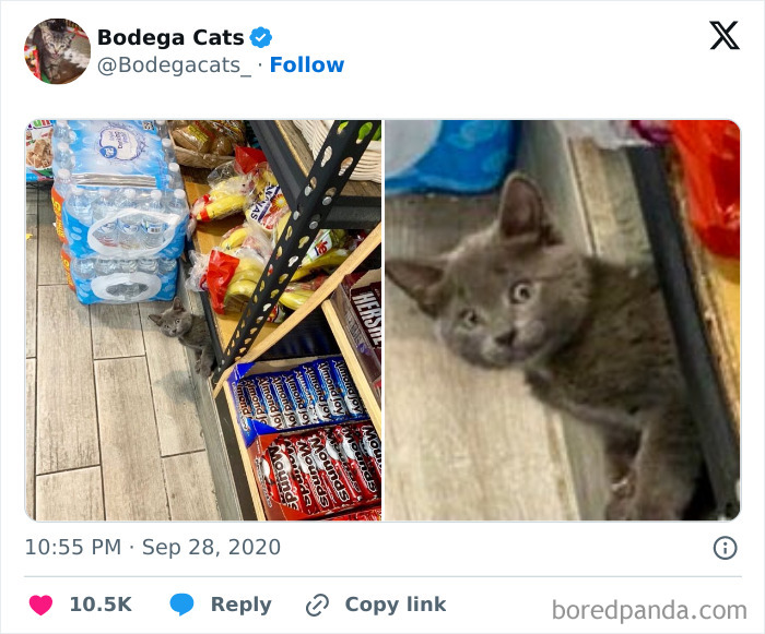 Best-Convenience-Store-Bodega-Cats