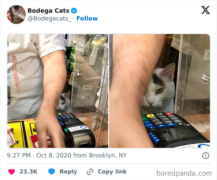 Best-Convenience-Store-Bodega-Cats