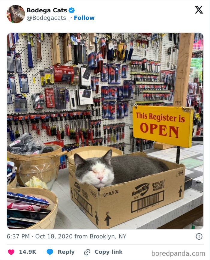Best-Convenience-Store-Bodega-Cats