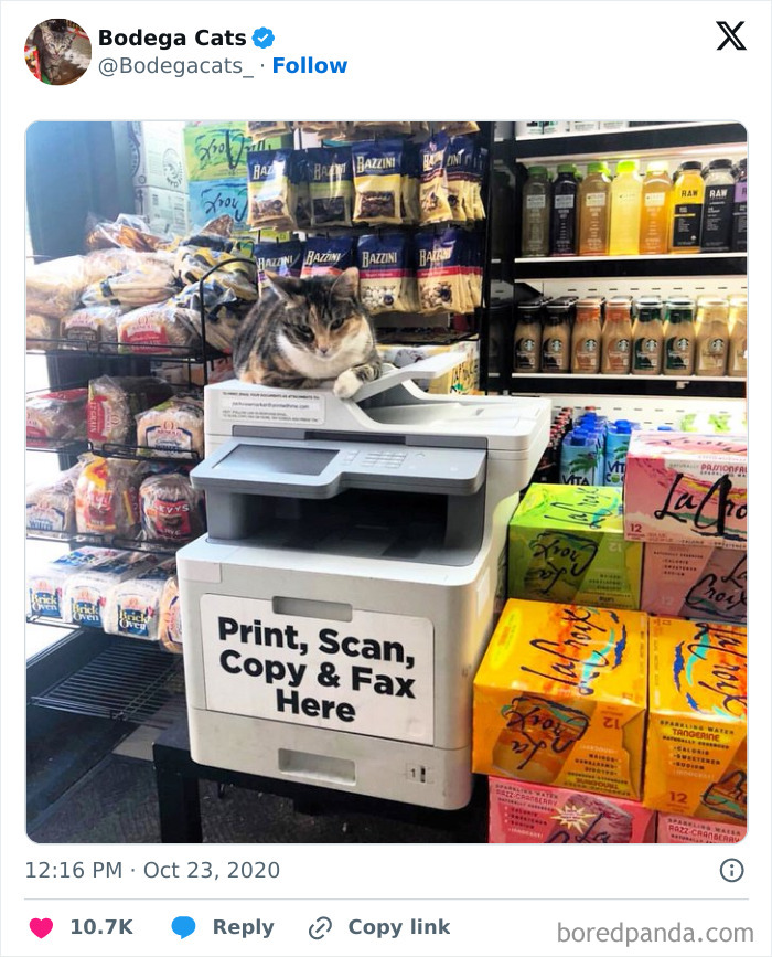Best-Convenience-Store-Bodega-Cats