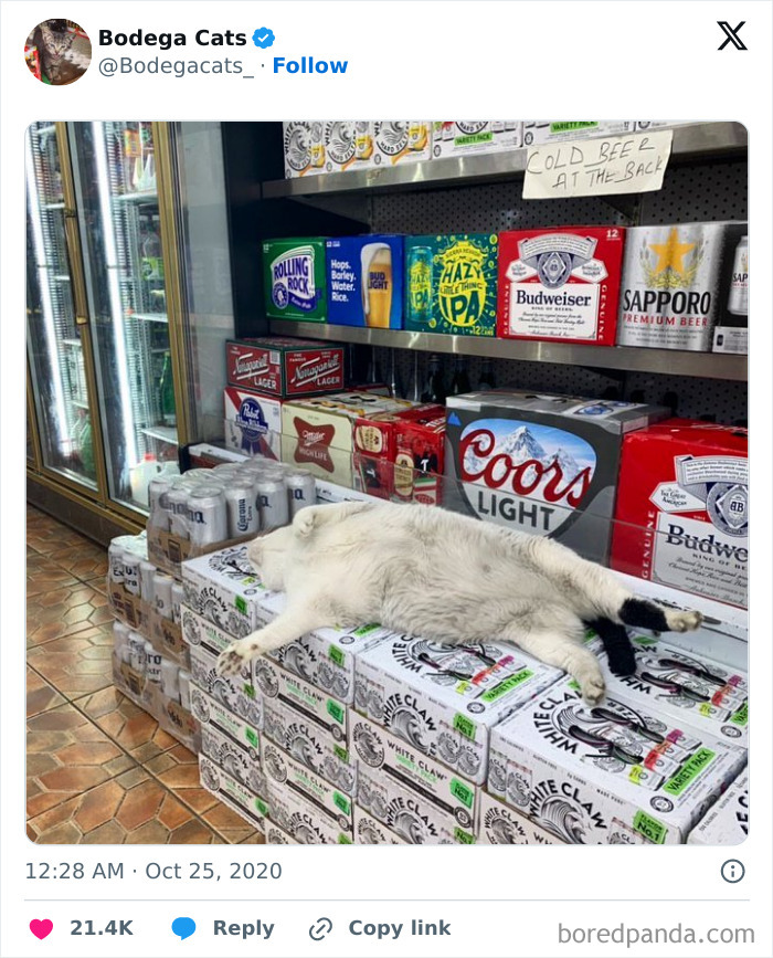 Best-Convenience-Store-Bodega-Cats