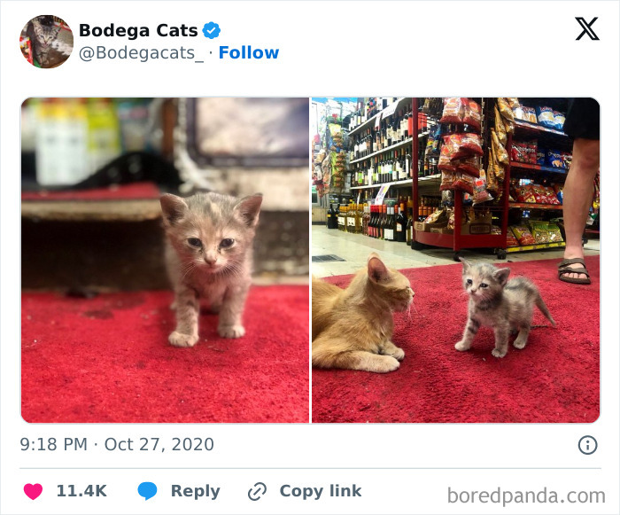 Best-Convenience-Store-Bodega-Cats