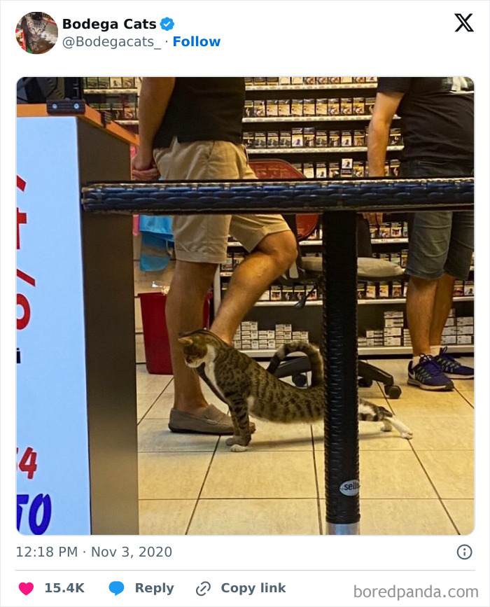 Best-Convenience-Store-Bodega-Cats