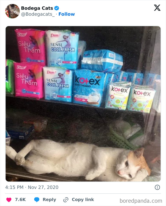 Best-Convenience-Store-Bodega-Cats