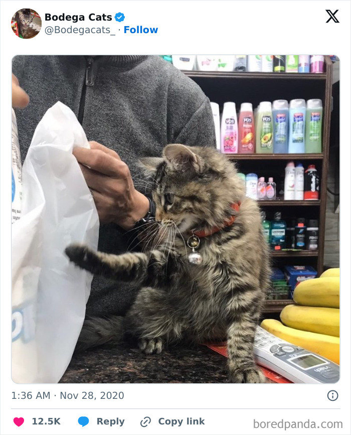 Best-Convenience-Store-Bodega-Cats
