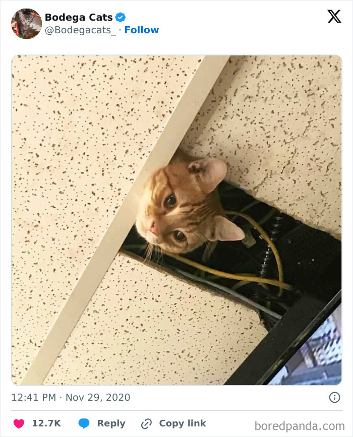 Best-Convenience-Store-Bodega-Cats