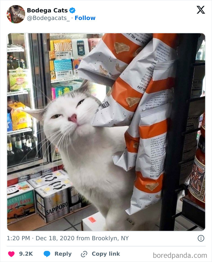 Best-Convenience-Store-Bodega-Cats