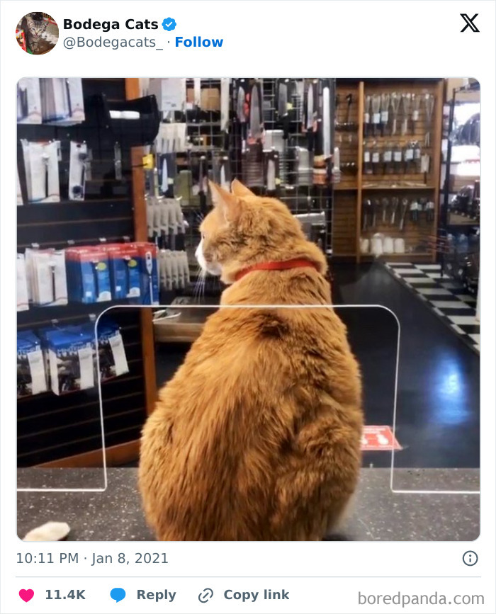 Best-Convenience-Store-Bodega-Cats