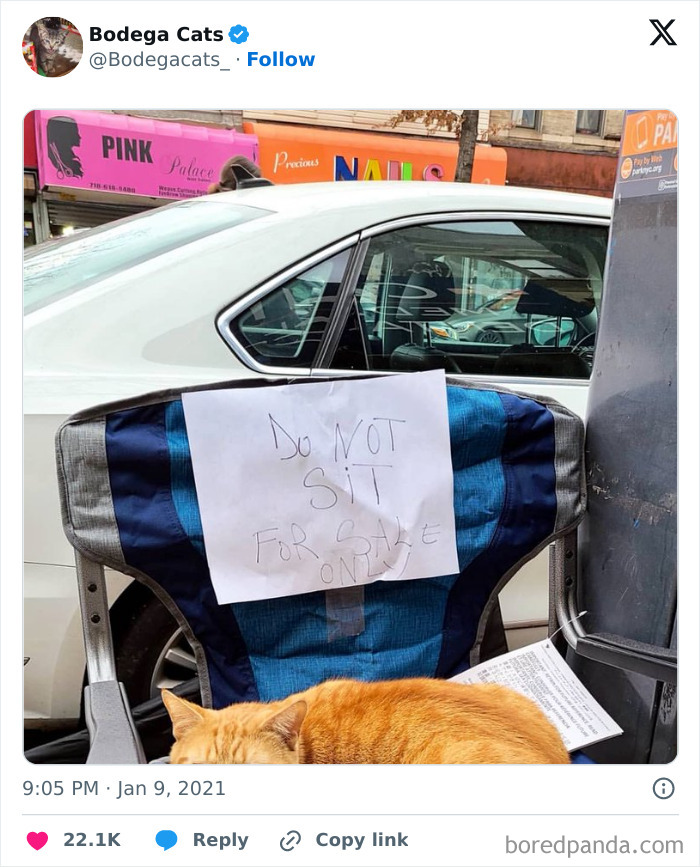 Best-Convenience-Store-Bodega-Cats