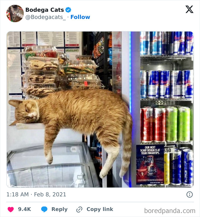 Best-Convenience-Store-Bodega-Cats