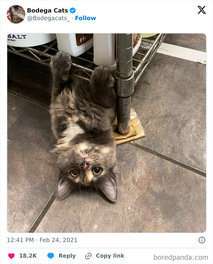 Best-Convenience-Store-Bodega-Cats