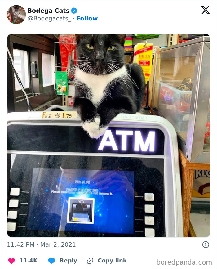 Best-Convenience-Store-Bodega-Cats