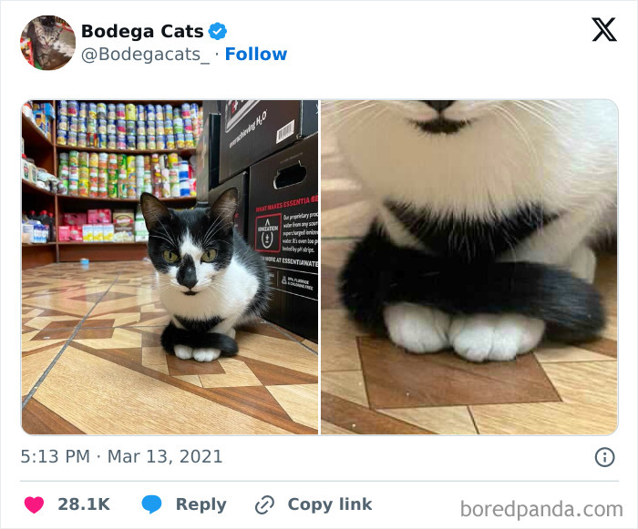 Best-Convenience-Store-Bodega-Cats