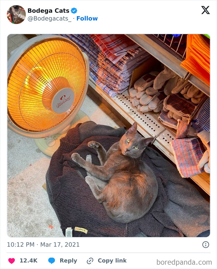 Best-Convenience-Store-Bodega-Cats