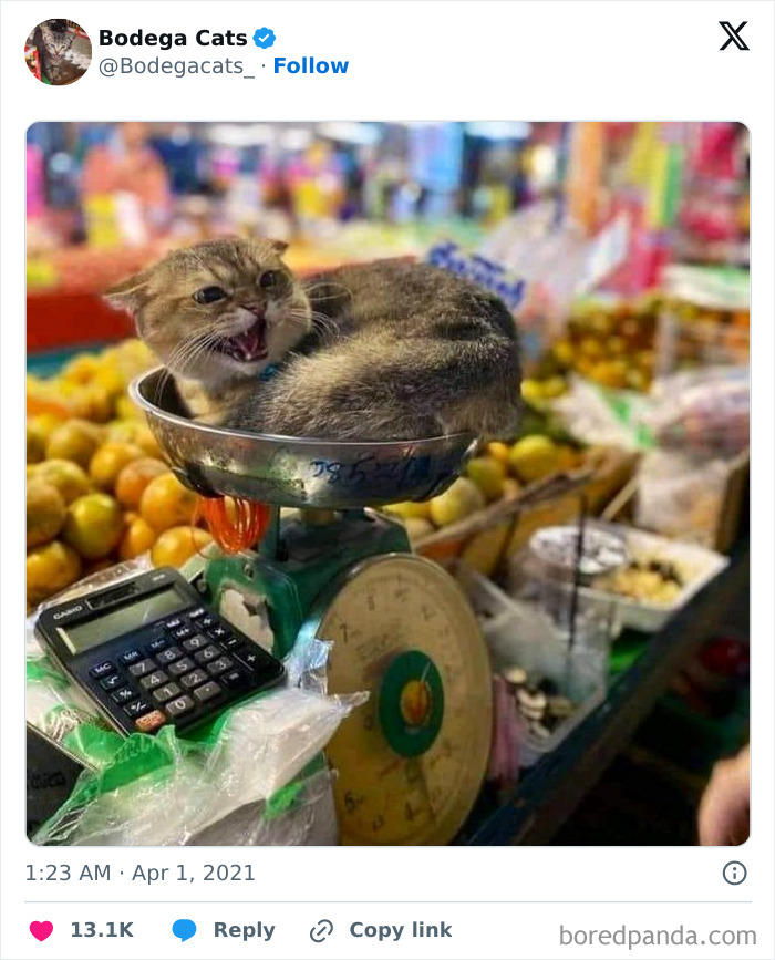 Best-Convenience-Store-Bodega-Cats