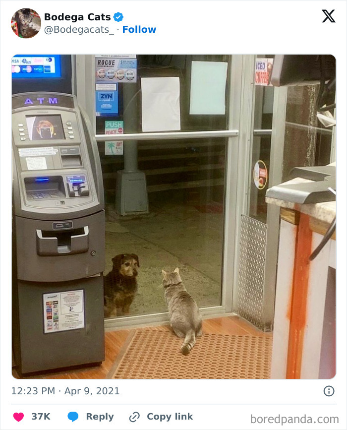 Best-Convenience-Store-Bodega-Cats