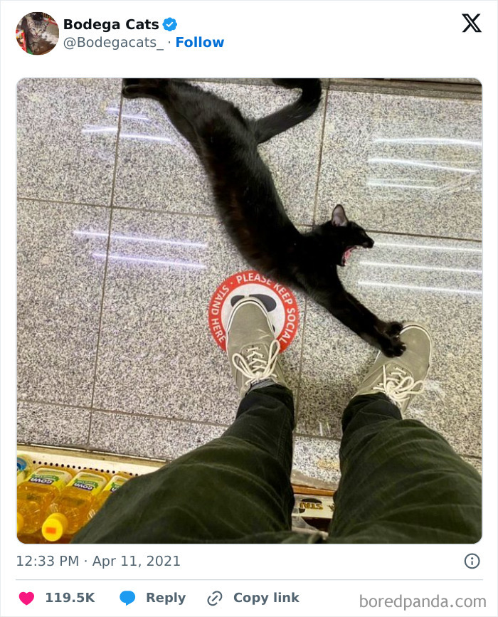 Best-Convenience-Store-Bodega-Cats